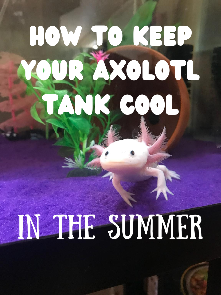 Ways To Keep An Axolotl Tank Cool In The Summer Without An Aquarium