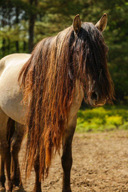 Yes World There Were Horses In Native Culture Before The Settlers