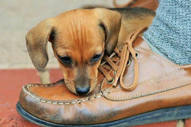 shoes with puppies on them
