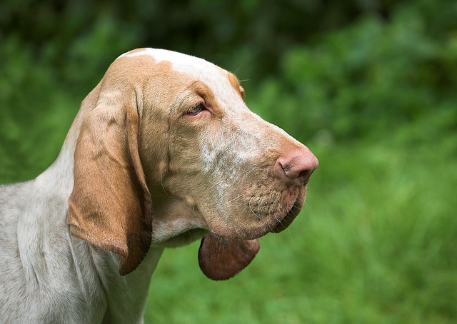 why-do-dogs-have-a-bump-on-their-head