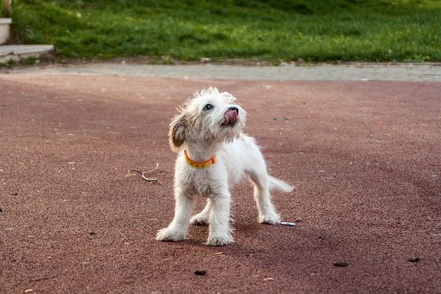 why-do-puppies-eat-poop