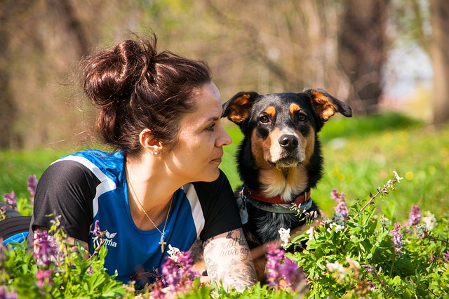 dog protective of pregnant owner