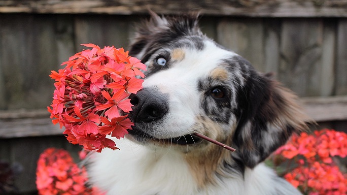 What Causes Slimy Poop In Dogs