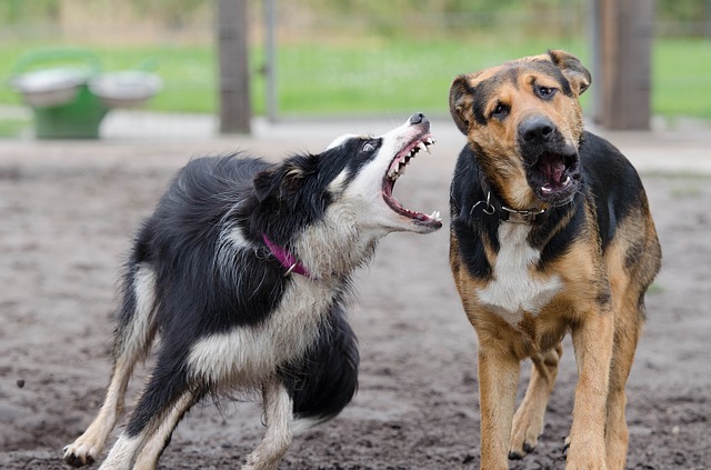 Why Does My Border Collie Hate Other Dogs?