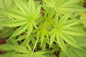 Activist Soapmaker David Bronner Partners with Flow Kana to Launch Ethically and Ecologically Sourced Cannabis Brand thumbnail