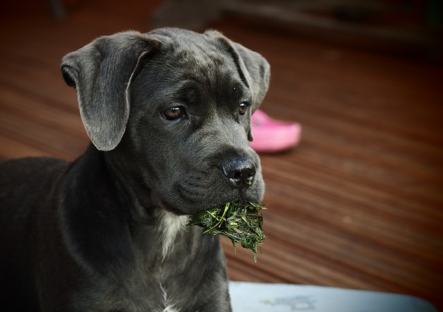 dog licking carpet and eating grass