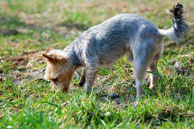 why is my dog desperate to eat grass