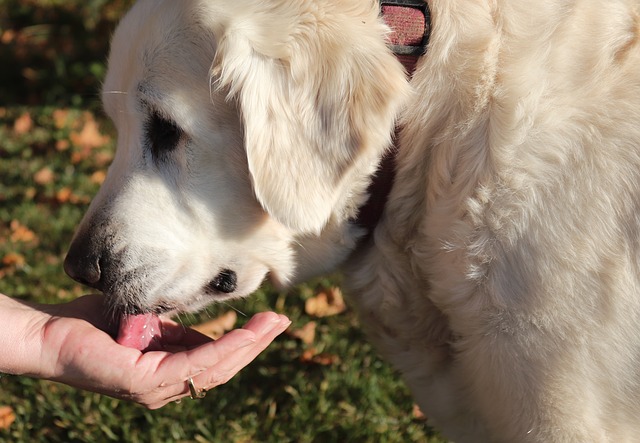 Ask the Vet: My Dog Ate Hand Sanitizer