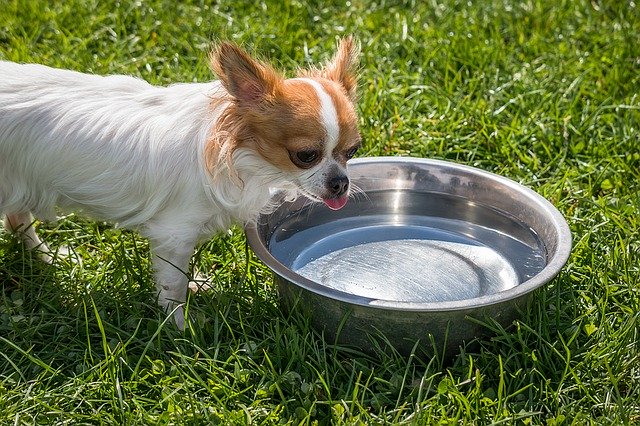 Why Do Dogs Act Scared of Their Water Bowl?