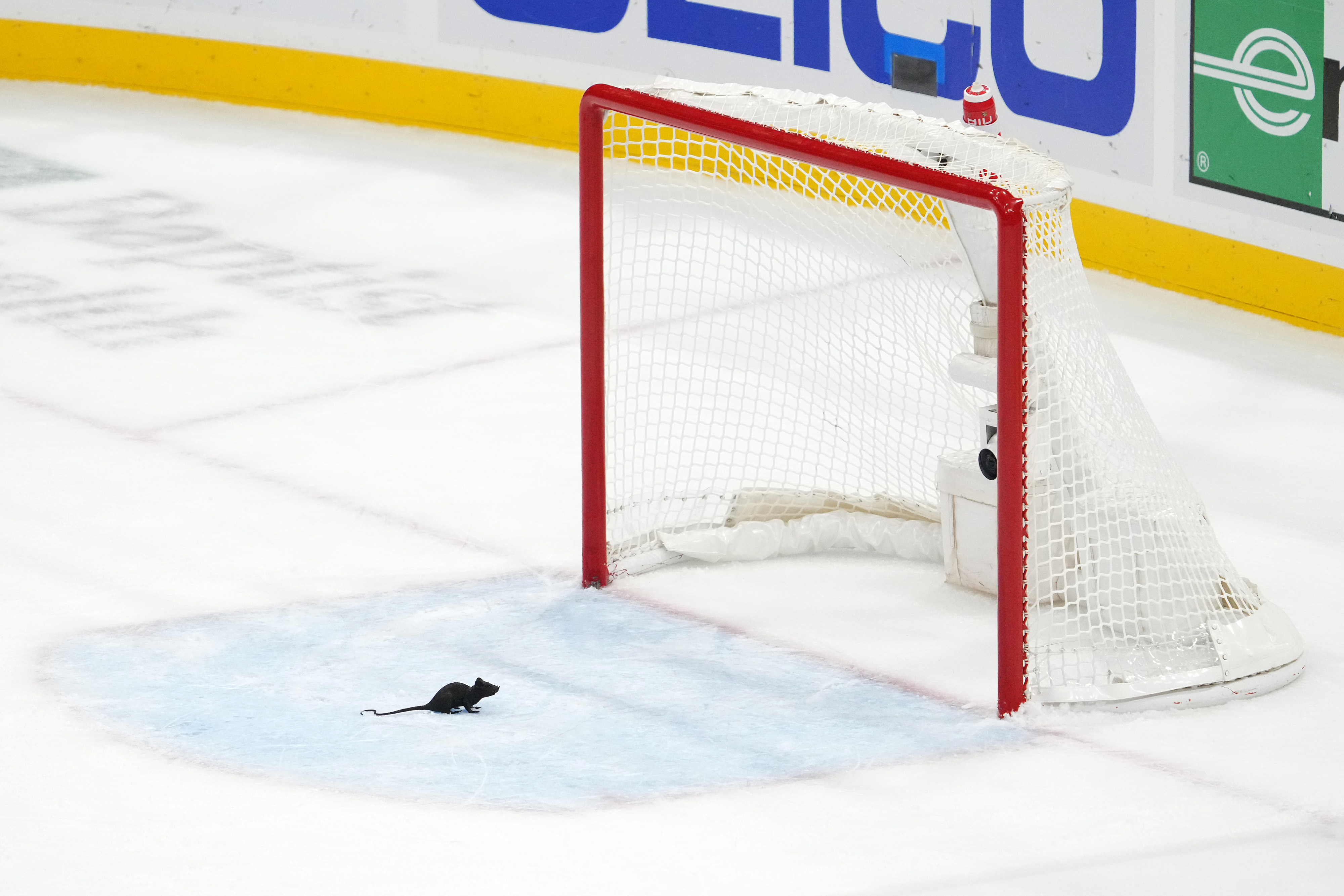 © Jasen Vinlove-USA TODAY Sports - Trash Pandas, Pizza Rats, and Red Scarf Unions...PWHL Fans Have Adopted Unofficial Names