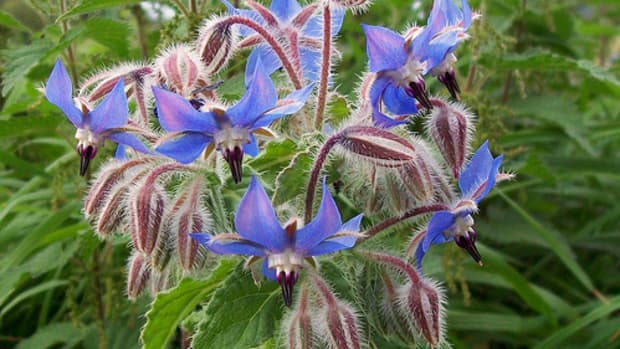 starflower-oil-for-anti-aging