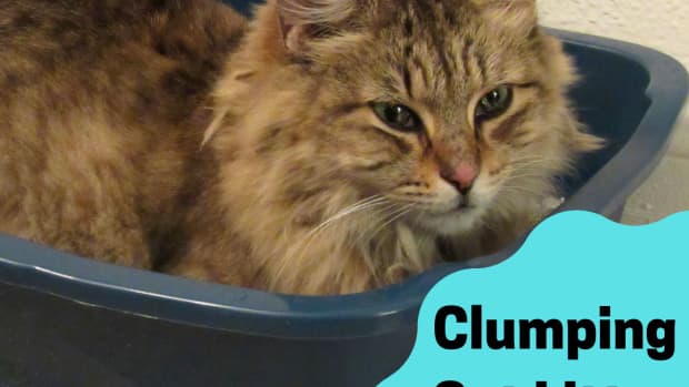 clumping-cat-litter-brand-reviews-and-recommendations