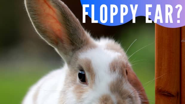 what-makes-rabbit-ears-go-floppy