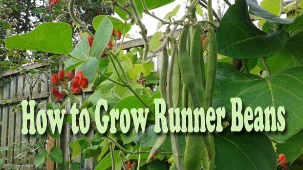 how-to-grow-runner-beans
