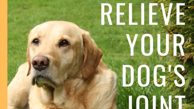 natural-remedies-for-your-dogs-joint-problems