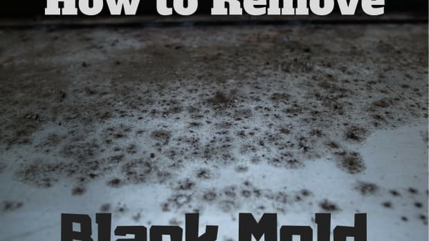 what-you-should-know-about-black-mold-removal