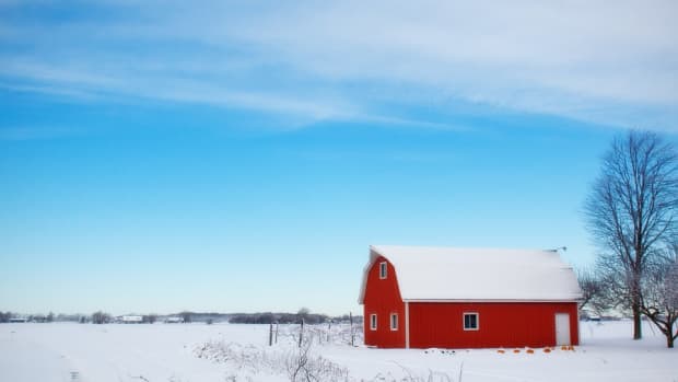 growing-during-winter-5-vegetables-that-dont-mind-a-little-snow