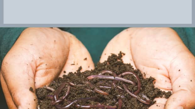 how-i-raise-composting-worms-in-my-basement