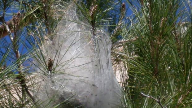 how-to-get-rid-of-pine-processionary-caterpillar-nests
