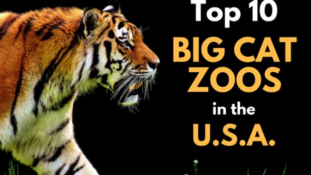 zoos-top-10-us-cat-collection-exhibits
