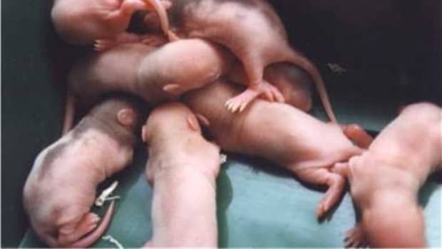 how-to-care-for-baby-rats