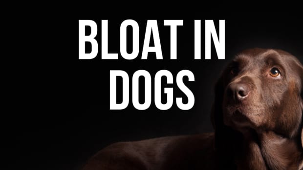 dog-bloat-symptoms-causes-treatment-and-prevention