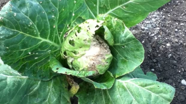 natural-ways-to-control-cabbage-worms