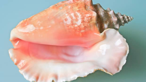 conch-cells-as-musical-instruments