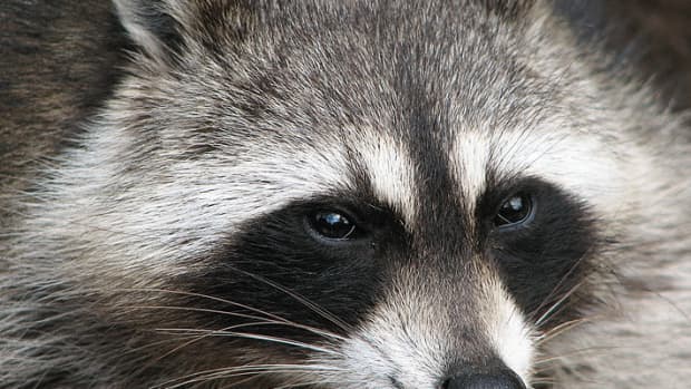 how-do-you-get-rid-of-raccoons