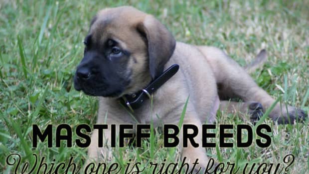 mastiff-breeds