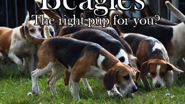 beagles-hunting-dog-or-family-pet