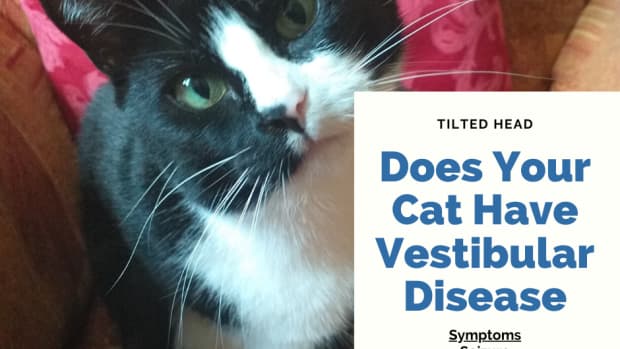 symptoms-and-treatment-for-vestibular-disease-in-cats