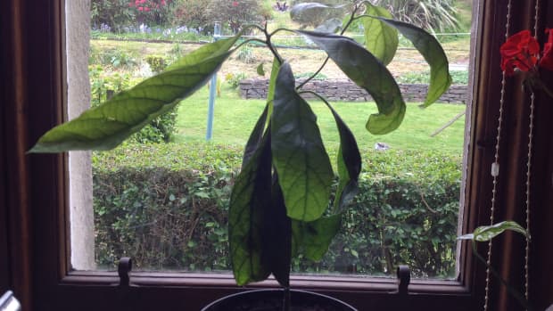 how-to-plant-an-avocado-seed