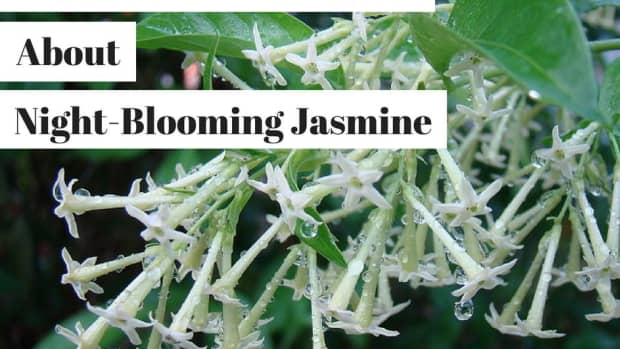 night-blooming-jasmine-cestrum-nocturnum