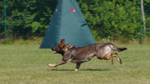 schutzhund-training-for-german-shepherds