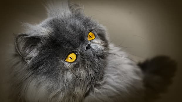 the-old-persian-cat-species