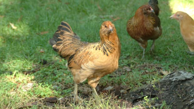 chickens-best-breeds-to-get-for-a-backyard-egg-laying-hens-raising-egg-laying-city-chickens