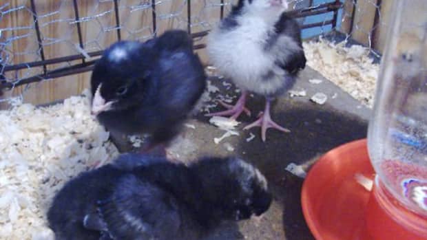 ten-things-to-do-before-you-bring-home-baby-chicks