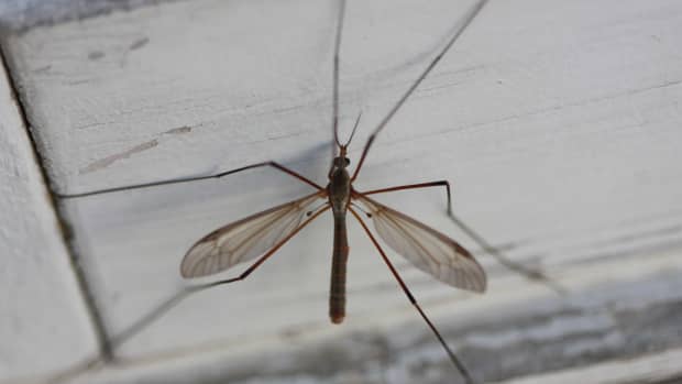 craneflies-harmless-bugs-with-a-bad-rap