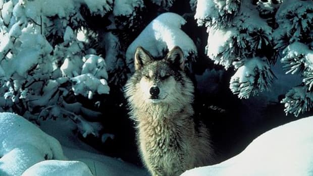 gray-wolf-you-can-help-this-endangered-species