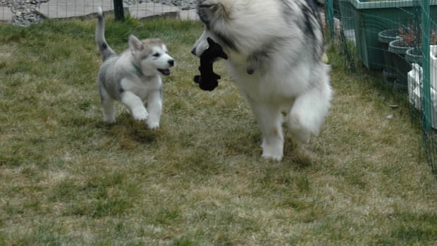 all-about-malamutes-tips-on-bringing-home-your-new-puppy