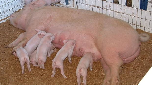 different-types-of-hog-pens-pig-pen-options-for-the-entire-life-cycle-of-a-pig-farrowing-weaning-and-finishing