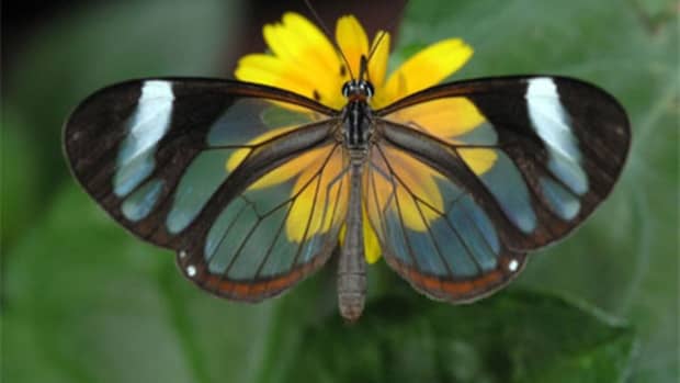 on-gossamer-wings-the-beauty-of-butterflies-and-moths
