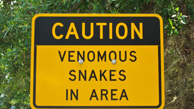 friendly-snakes-vs-not-so-friendly-snakes-identifying-venomous-snakes-in-the-united-states