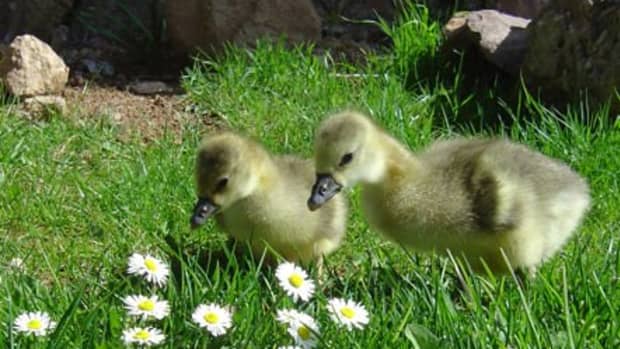 how-to-care-for-geese-natures-natural-ecological-lawn-mowers