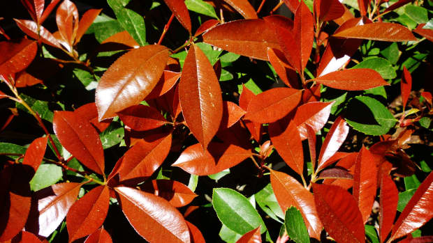 outdoor-landscaping-using-red-tip-photinias-good-idea