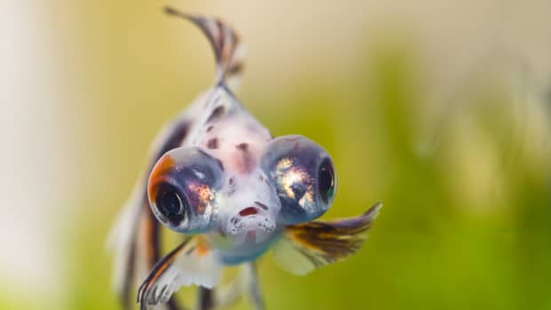 The Therapeutic Benefits of Having a Pet Fish – Mental Health Association  in Delaware