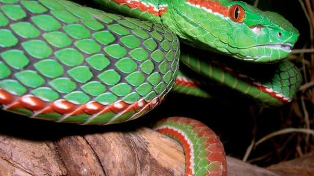 snakes-are-beautiful-at-least-when-theyre-in-pictures
