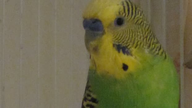 tips-for-caring-for-your-first-pet-budgie-parakeet
