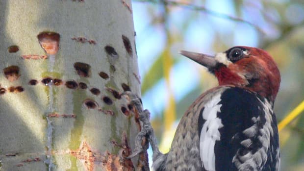 woodpeckers-amazing-physical-characteristics